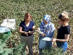 Söke’de pamukta pembekurt zararlısına karşı uyarı
