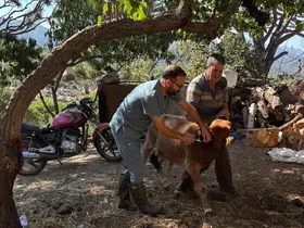 Söke’de sonbahar dönemi şap aşılama çalışmaları sürüyor
