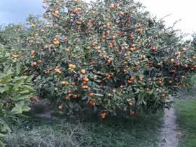Söke’de zararlı popülasyonunda artış görüldü
