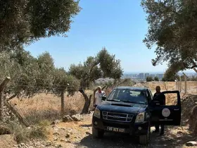 Söke’de zeytin rekolte tahmin çalışmaları başladı
