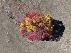 Sonbahar Karadeniz’de ilk bu köye uğruyor
