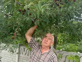 Stokların azlığı ve yüksek aroma tercihi Sultandağı vişnesini değerli yaptı
