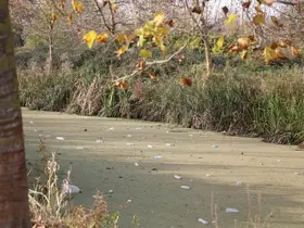 Su kanalı adeta çöplüğe döndü: Vatandaş Karasu Belediyesi’ni göreve çağırdı
