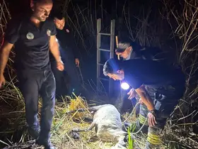 Su kuyusuna düşen koyun itfaiye ekiplerince kurtarıldı

