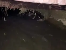 Su samurları sulama kanalında görüntülendi
