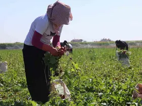 Su tüketimi düşük, hasadı erken