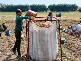 Şuhut’ta patates hasadı devam ediyor
