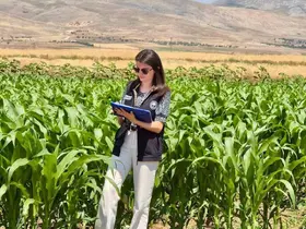 Şuhut’ta yem bitkileri ekili alanlarda saha çalışmaları devam ediyor
