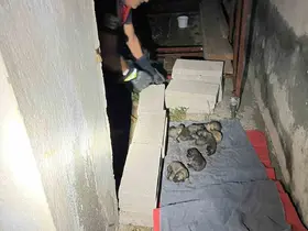 Sulama kanalına düşen anne köpek ve yavrularını itfaiye ekipleri kurtardı
