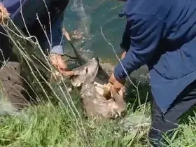 Sulama kanalına düşen karacayı vatandaşlar kurtardı
