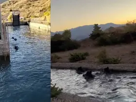 Sulama kanalında akıntıya kapılan domuz sürüsü ilginç görüntü oluşturdu
