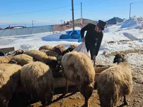Süphan Dağı’nın eteğinde zorlu hayvancılık mücadelesi
