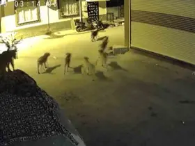 Sürü halindeki köpeklerden korkan kedi, pencere demirine tırmandı
