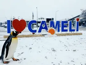 Sürüden ayrılan nihilist penguen Çameli’ye uğradı
