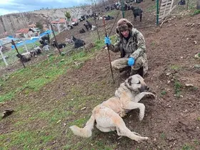 Sürünün muhafızı çoban köpekleri, çobanlara can dostu oluyor
