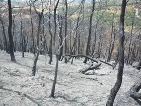 Susurluk’ta yangından etkilenen ormanlık alan yeniden yeşillendirilecek
