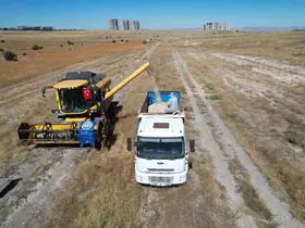 Talas’ta 300 dekarda aspir hasadı
