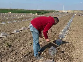 Tarım işçilerini ve çiftçileri en çok turfanda karpuz dikimi zorluyor
