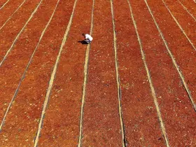 TARİŞ kuru üzüm avans fiyatını 80 TL olarak belirledi
