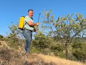 Tarla boş kalmasın diye diktiği badem ağaçlarından ilk kez verim aldı
