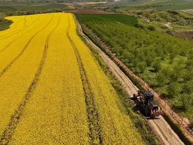 Tarla yolları hasada hazırlanıyor
