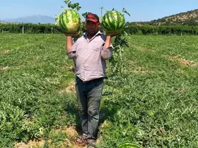 Tarlada para etmeyen karpuzu pazarda kendisi satıyor
