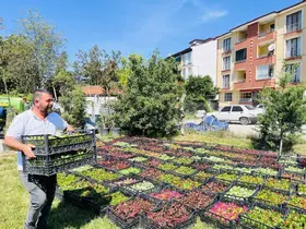 Taşköprü Belediyesi 70 bin çiçekle ilçeyi rengarenk yapacak
