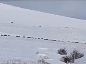 Tatvan kırsalında domuz sürüsü görüntülendi
