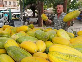 Tavan arasından çıkan tohumlar Altınbaş Kavununu yeniden canlandırdı
