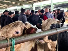 Tavşanlı hayvan pazarında kurbanlık hareketliliği
