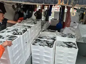 Tayfalar mutlu: Yüzlerce kasa balık yakalandı
