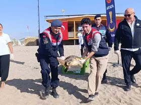 Tedavisi tamamlanan caretta caretta denizin maviliğine kulaç açtı
