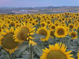 Tekirdağ’da ayçiçeği tarlaları görsel şölene dönüştü
