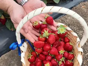 Tekirdağ’da çilek mesaisi
