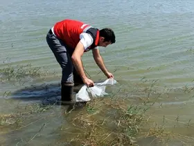 Tekirdağ’da göletlere 150 bin balık bırakıldı

