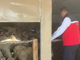 Tekirdağ’da hayvancılığa yakın takip
