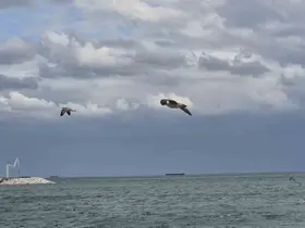 Tekirdağ’da ’kestane karası’ fırtınası
