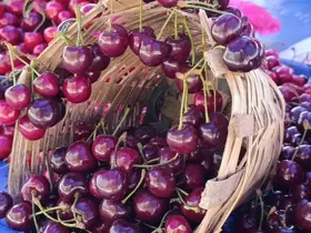 Tekirdağ’da kiraz fiyatları düşüşe geçti: 250 TL’den 150-100 TL bandına geriledi

