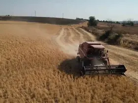 Tekirdağ’da sertifikalı nohut hasadı
