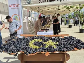 Tekirdağ’da üzüm şöleni: Onlarca yeni çeşit tanıtıldı
