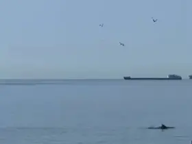 Tekirdağ’da yunuslar kıyıya yakın görüntülendi
