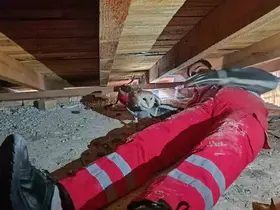 Telef olan eşinin başından ayrılmayan baykuş kurtarıldı
