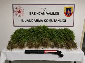 Tercan’da uyuşturucu operasyonunda 174 kök kenevir ele geçirildi
