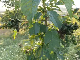 Terminatör böcekler yetersiz kaldı
