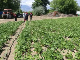 Tescilli Işıl-24 kuru fasulyesinin üretimi sürüyor
