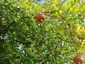 Tescilli Kuytucak narında hasat başladı
