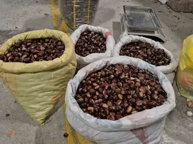 Tescilli lezzet pazara indi: Düzce’nin coğrafi işaretli "kuzu kestanesi" tezgahlardaki yerini aldı
