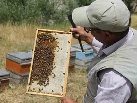 Tescilli Zara Balı sağımı başladı
