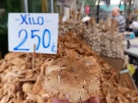 Tezgahlarda tirmit bolluğu: Fiyatı düştü
