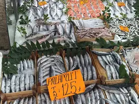 Tezgahta Palamut bolluğu
